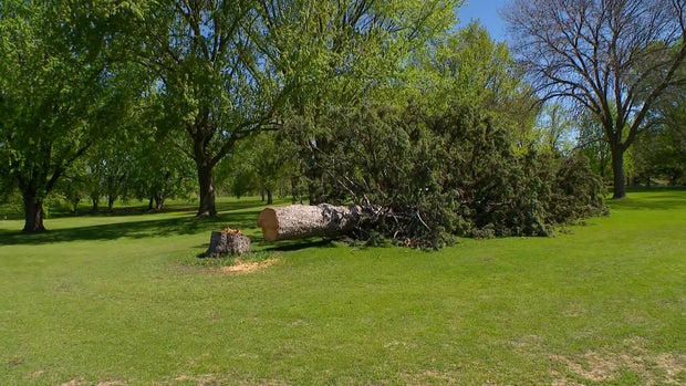 inx-vandals-cut-down-tree-raw-051326-11-21-0004.jpg 
