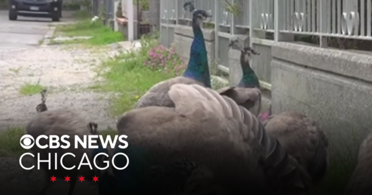 More than 100 peacocks invade Punta Marina in Italy