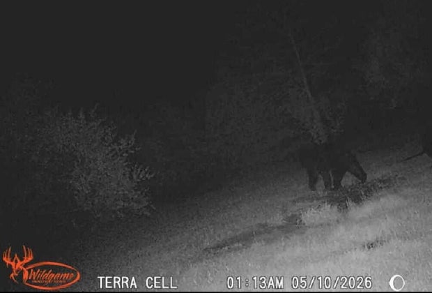carleton-bear-sighting.jpg