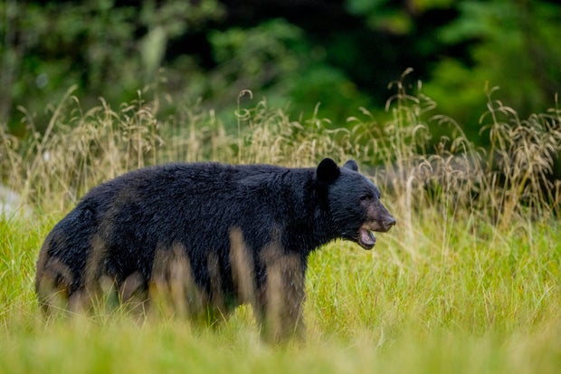 An American black bear (Ursus americanus) is walking through 