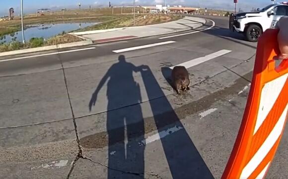 firestone-police-beaver.jpg