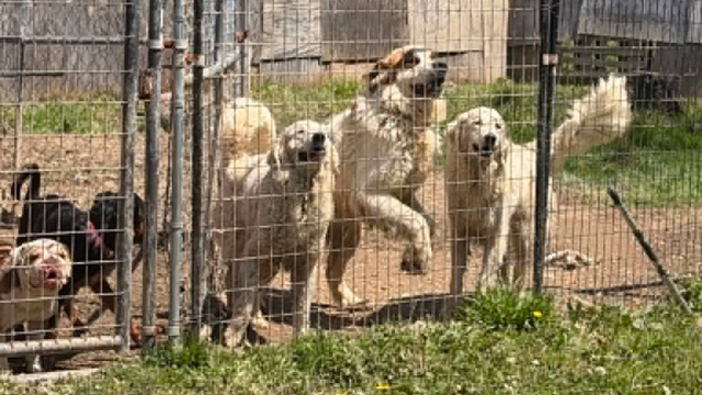 kdka-anna-shelter-animal-rescue.png 