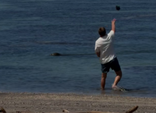 seal-screenshot-2026-05-14-062032.png 