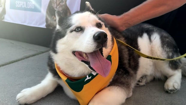 A's, Sacramento SPCA pitch adoptable dogs to fans at Tuesday home games
