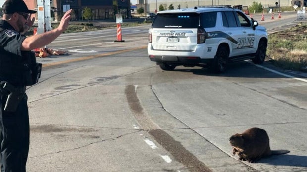 beaver-in-traffic-3-still-from-firestone-pd-video-on-fb-copy.jpg