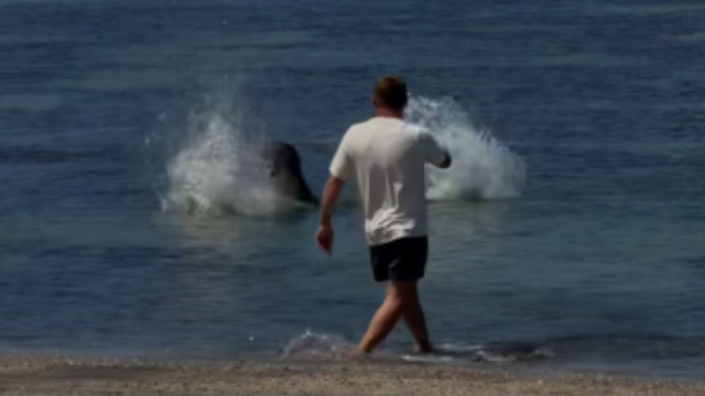 monk-seal-screenshot-2026-05-14-060640.png 