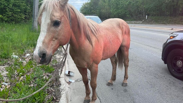 pf-horse-square.jpg 