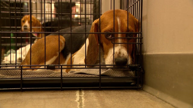 4p-pkg-beagles-folo-wccoagm0-00-00-5713.jpg 
