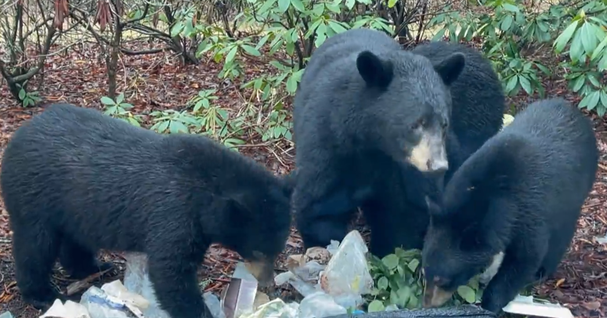 Increasing bear encounters across U.S.