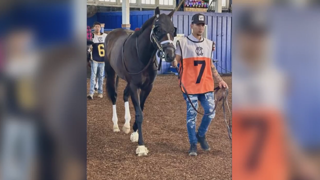 horse.png 