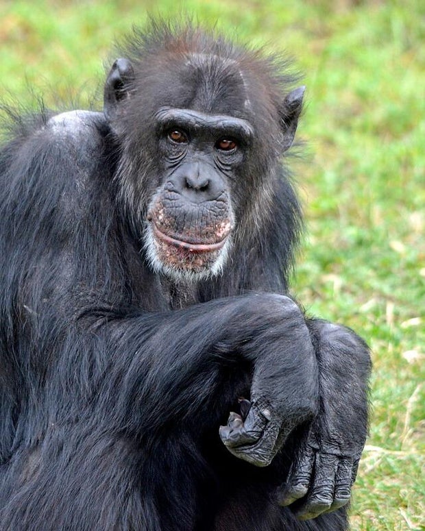 Abby the chimpanzee Detroit Zoo 