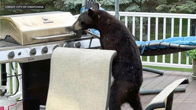6p-pkg-black-bears-in-southern-mn-wccoah4t-00-00-1605.jpg 