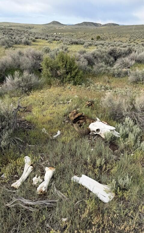 bison-neglect-3-cropped-moffat-sheriff.jpg 