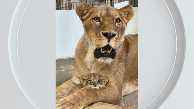 pghzoolioncub.png 