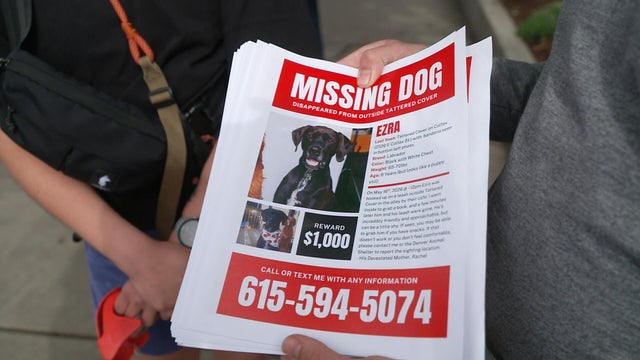 stolen-dog.jpg 