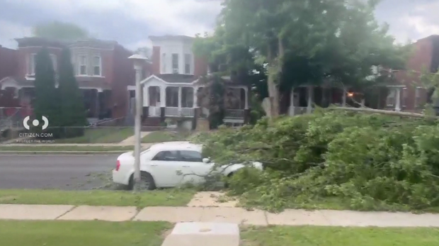tree-down1.png 