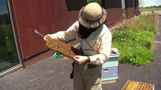 story-3-vo-world-bee-day-wccoahtl.jpg
