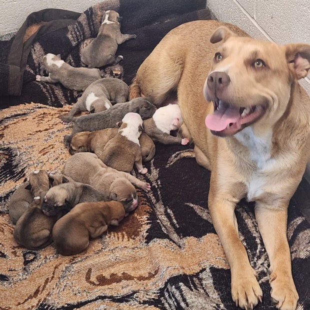 harvey-dogs-1.jpg