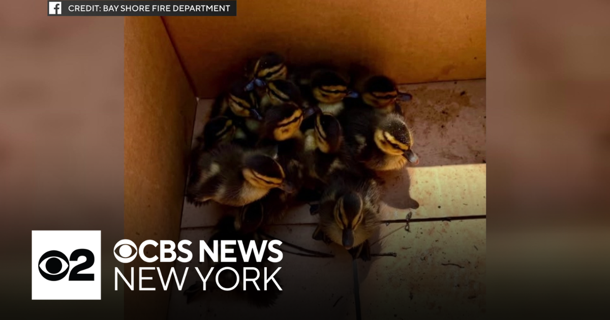 Ducklings trapped in storm drain rescued by Long Island firefighters ...