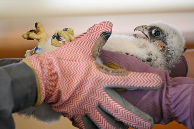 national-aviary-peregrine-falcon-juvenile-during-health-exam-photo-credit-mike-faix-1.jpg