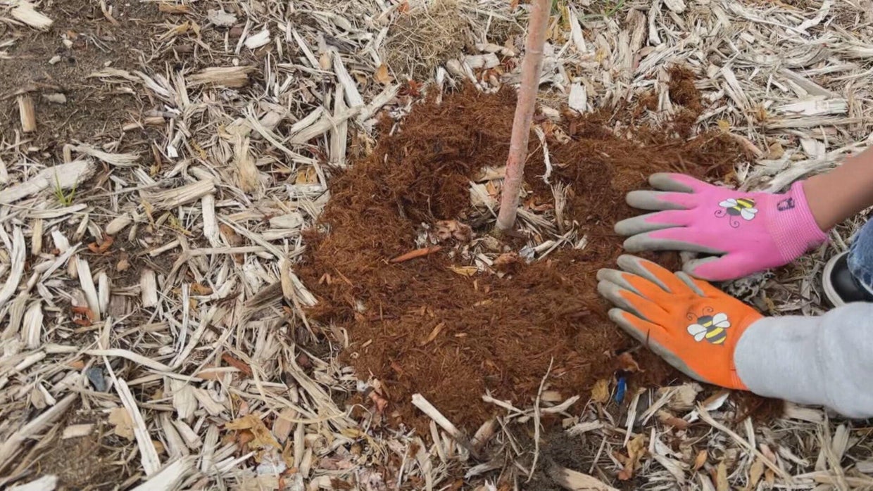 Denver students plant 2,000 trees, shrubs for Colorado's first-ever ...