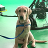 aikman-0520-tn.png 