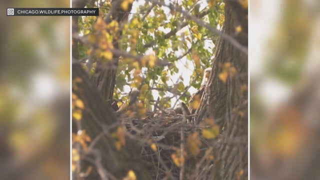 eaglet-names.jpg 