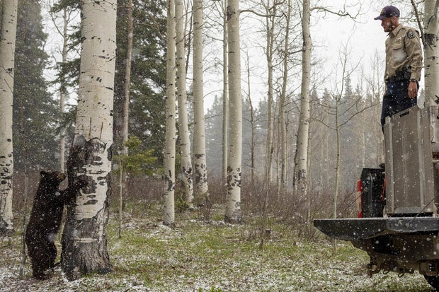 bear-cubs-released-2-cpw-on-fb.jpg