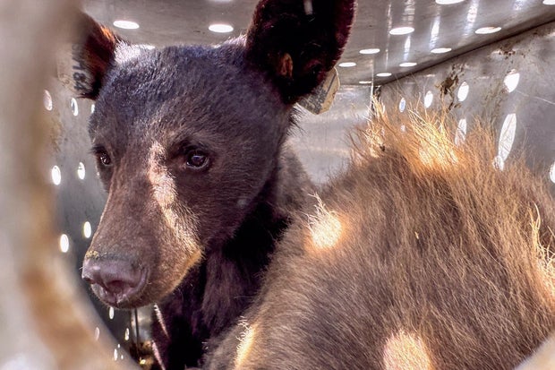 bear-cubs-released-7-cpw-on-fb.jpg