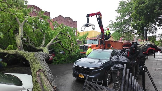 Tree down on cars