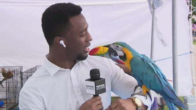 rashadwilliamsatl.jpg 