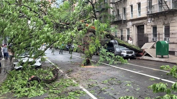 Tree leaning across vehicles in Manhattan