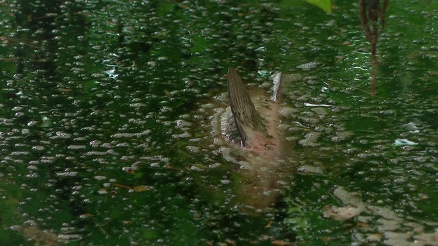 mon-052526-sullivan-broll-dead-fish-mcs-hi-res-still.jpg 