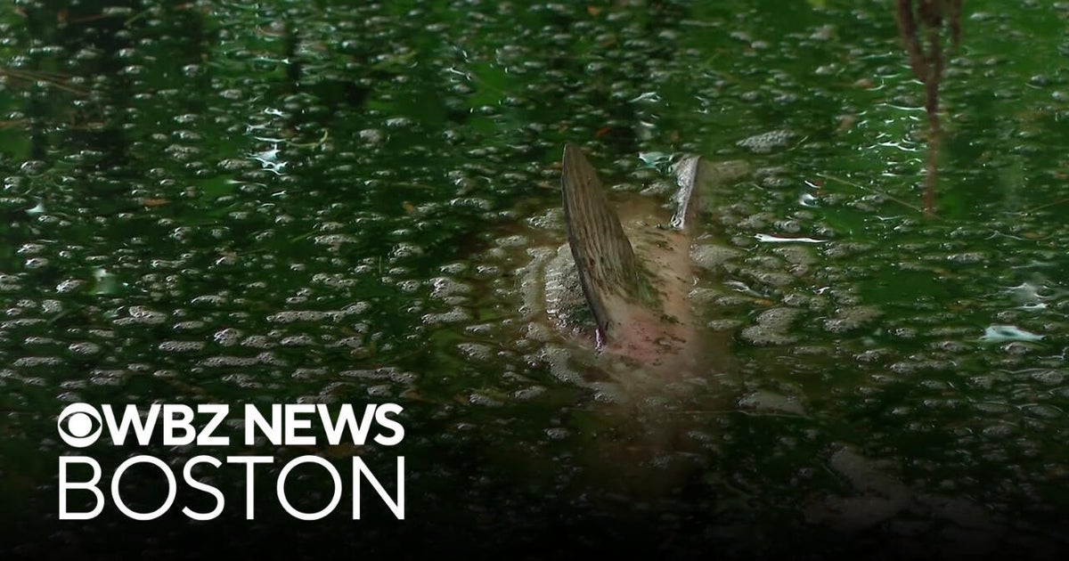 Dozens of invasive Asian carp found dead in Boston area waterways