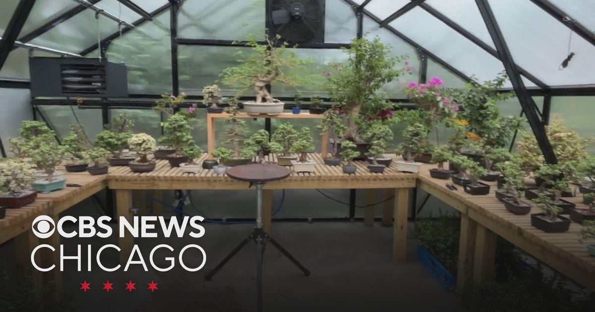 Bonsai business grows in a Barrington backyard