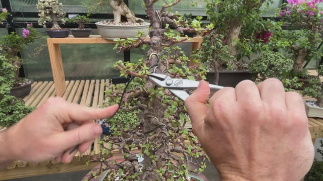 barrington-bonsai-2.jpg 