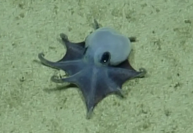 octopus-screenshot-2026-05-26-055943.png 