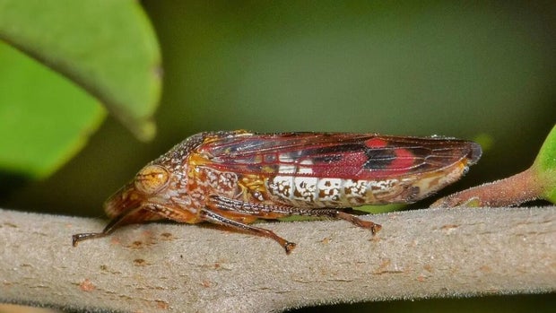 glassy-winged-sharpshooter.jpg