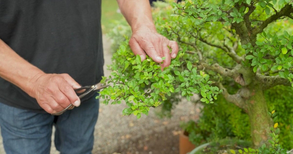 What's the key to the art of bonsai? Expert explains traditions behind miniature landscapes.