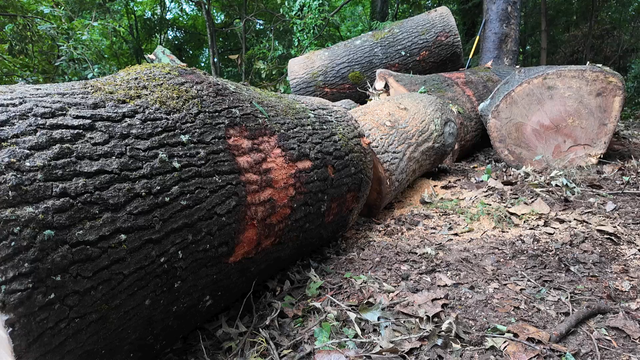 treesweatherimpact.png 