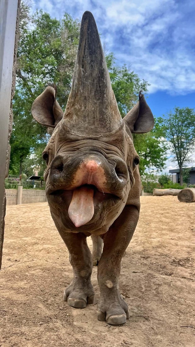 denver-zoo-rudy-2.jpg