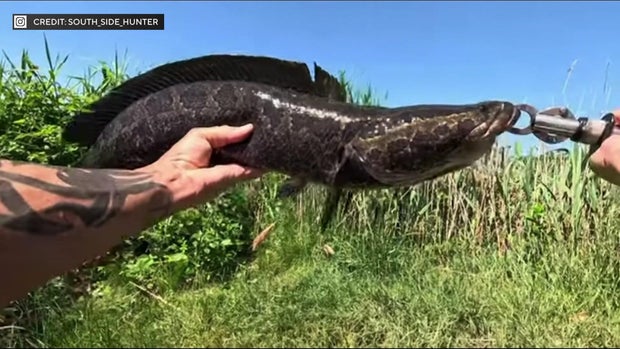 Northern snakehead fish