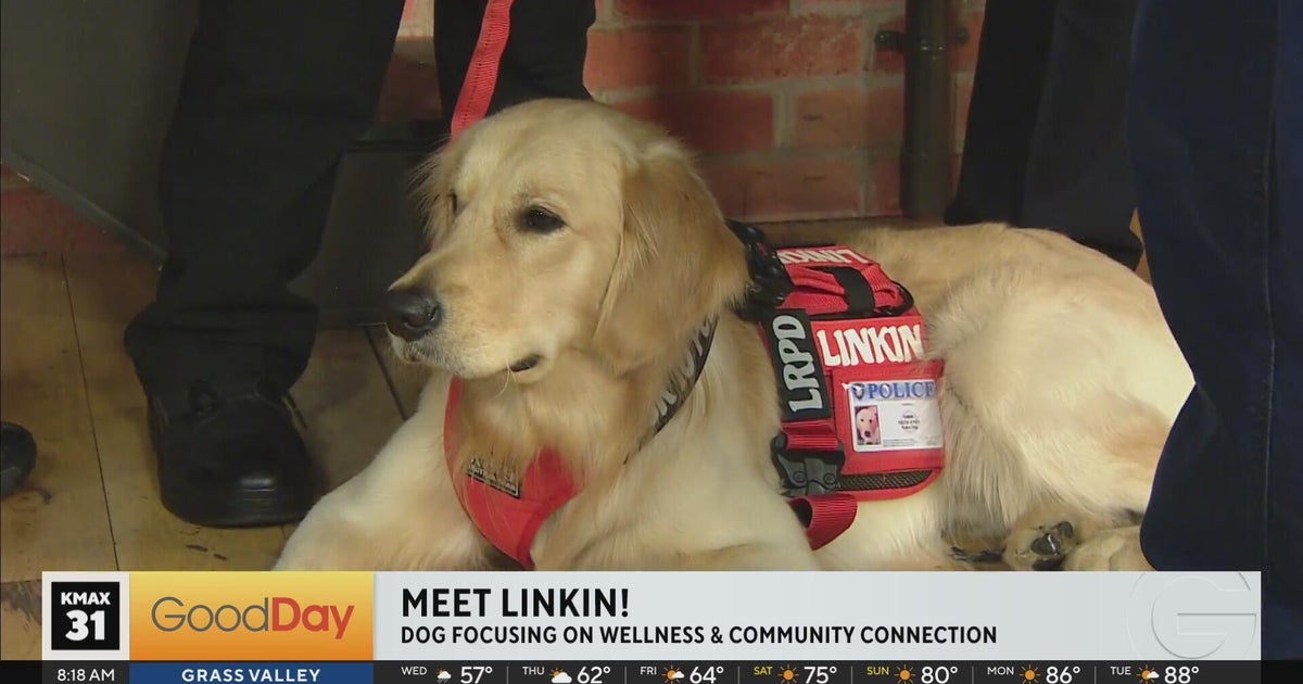 Meet Linkin, Los Rios police’s new therapy K9 - Good Day Sacramento