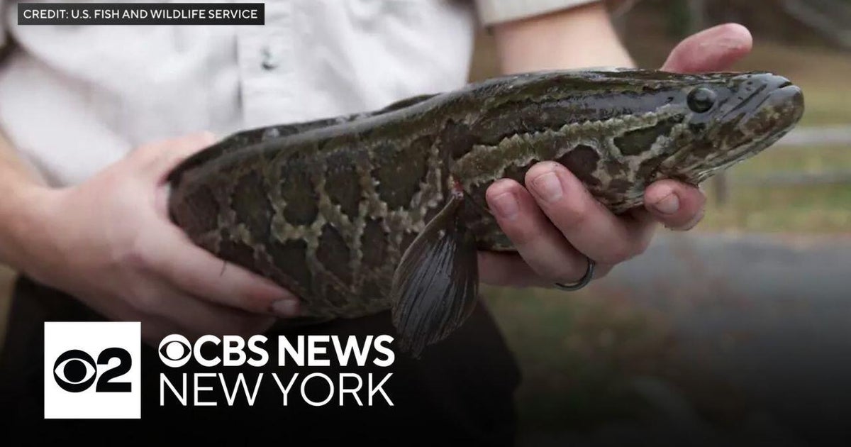 Invasive fish that can cross the street found in Long Island pond - CBS ...