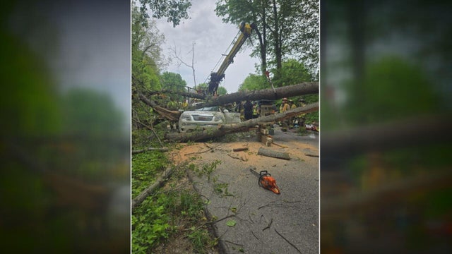 fallen-tree.jpg 