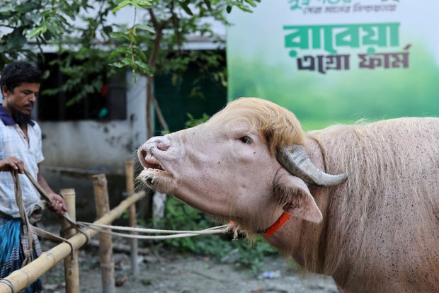 "Donald Trump" the buffalo spared from sacrifice in Bangladesh