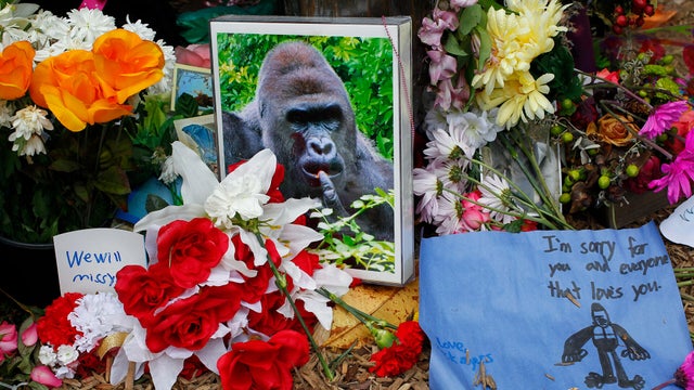 harambe.jpg 