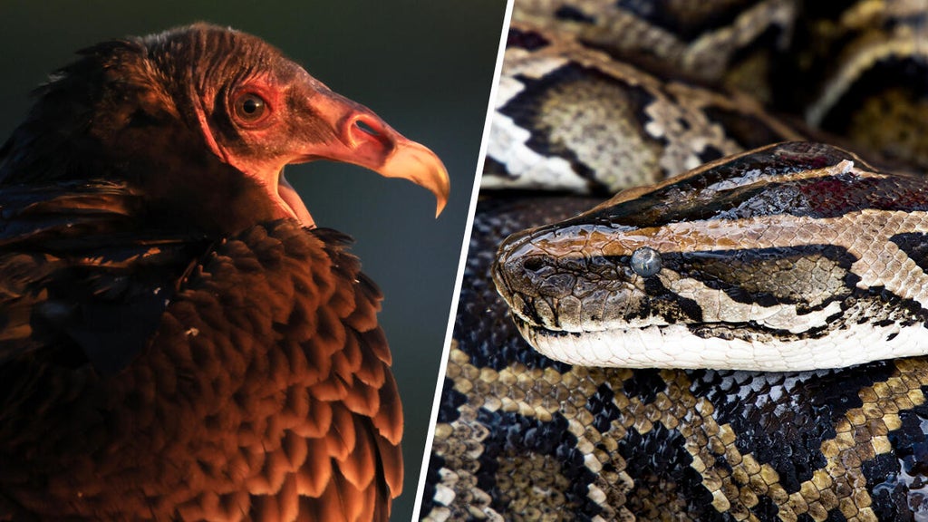 Could Florida vultures help fight invasive pythons? Researchers document rare attack on python eggs.