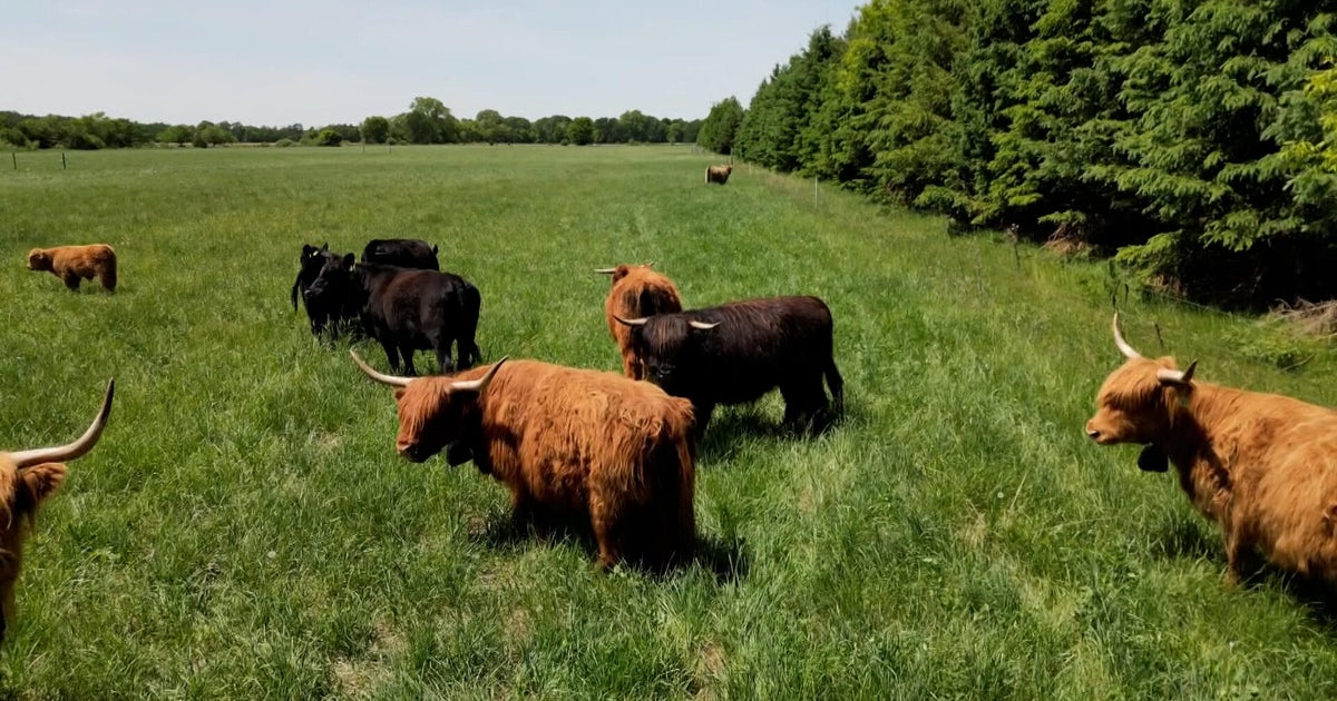 Small Minnesota farms feeling the impact of high beef prices