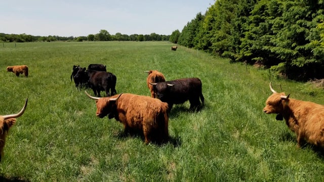 he-cattle-broll-h264-00-00-00-00-still001.jpg 